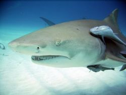 SeaLife DC 500 image of Lemon Shark with Remoras. by Niki Gentry 